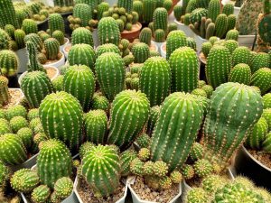 کاکتوس گیاه آپارتمانی