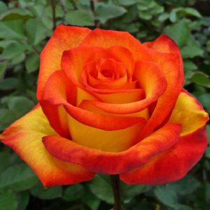 گل رز هلندی