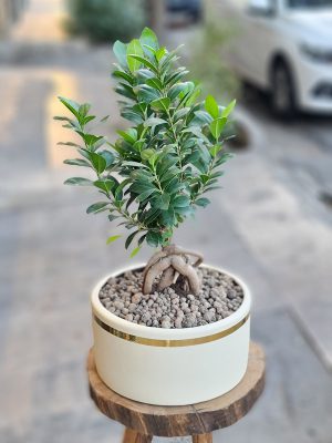 گلدان بونسای شمشاد