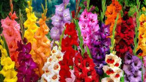 گل گلایل برای عرض تسلیت
