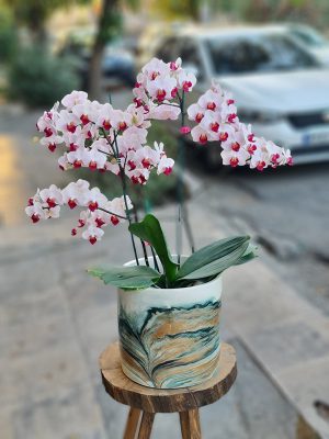 نحوه نگهداری از گلدان ارکیده