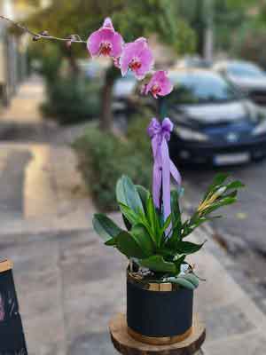 گیاهان آپارتمانی برای هدیه دادن