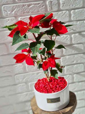 بهترین گیاهان آپارتمانی تابستانی