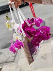 بگ گل ارکیده هدیه‌ای خاص برای هر مناسبتی