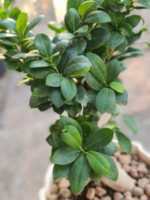 خرید گیاه بن سای