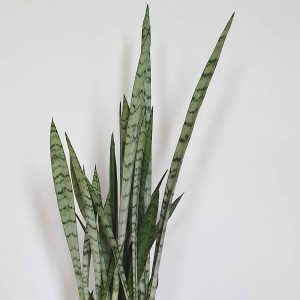 سانسوریا نقره‌ای