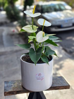گیاه گل دار و جذاب آنتریوم هلندی