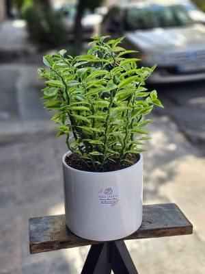 گیاه مقاوم و آپارتمانی و زیبای ستون فقرات شیطان