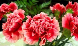معرفی گل هاش عاشقانه پاییزی