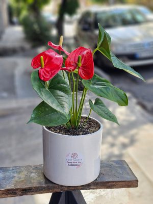 خرید گل لوکس از گلفروشی رزگاردن
