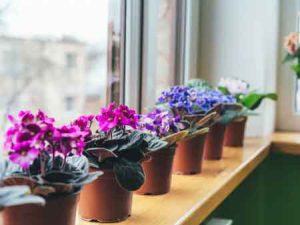 نکات مهم در انتخاب گیاهان برای باغ گل خانگی